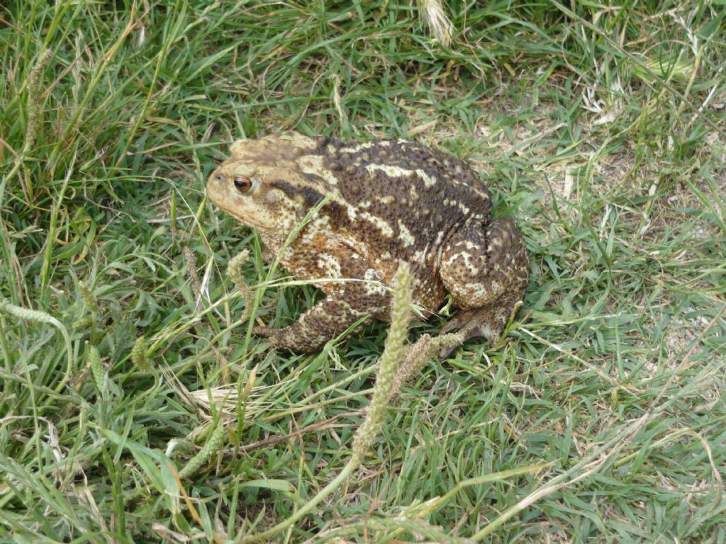 Bufo bufo all''Isola d''Elba